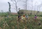 Dukung Asta Cita Ketahanan Pangan, Perhutani dan LMDH Gelar Panen Raya Jagung di Mantingan